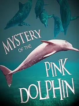 粉色海豚之谜